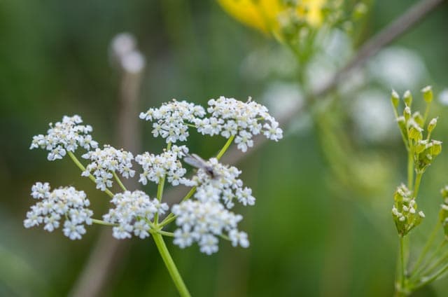 Wiesen-Kümmel in Blüte mit weißen Doldenblüten