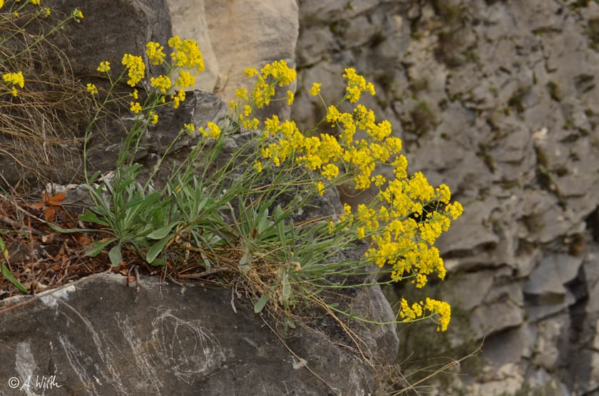Felsen-Steinkraut in voller Blüte auf Steinmauer