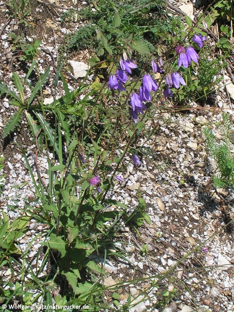 Breitblättrige Glockenblume in Blüte