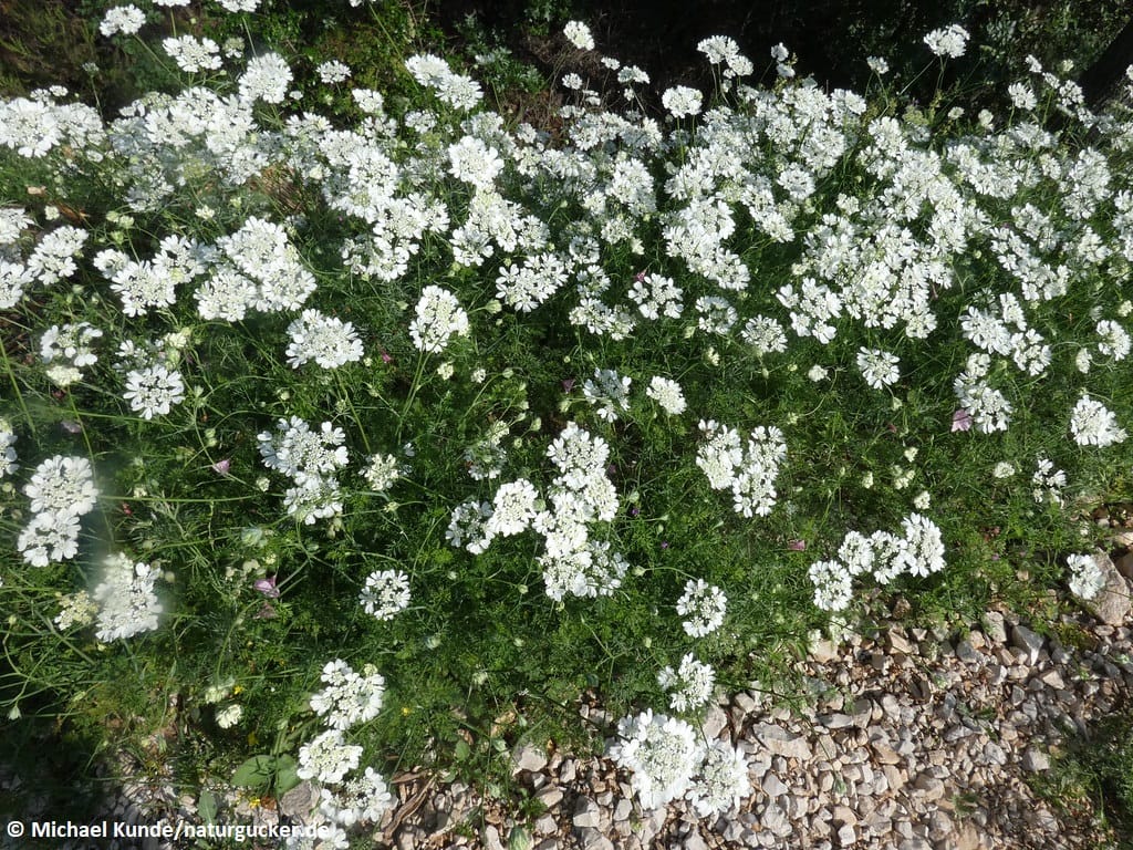 Großblütiger Breitsame in voller Blüte