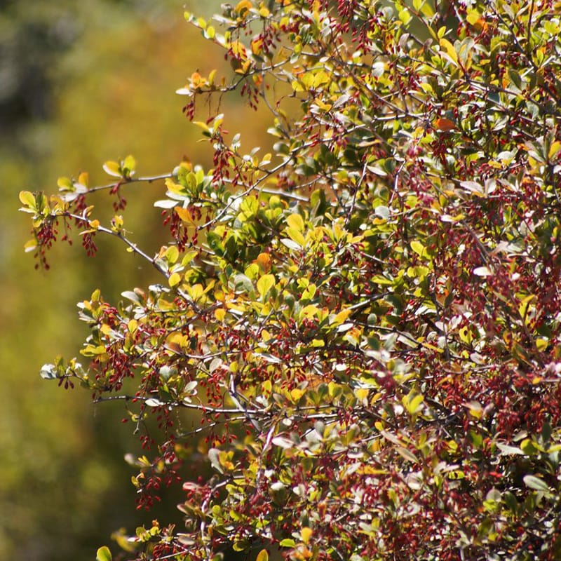 Gewöhnliche Berberitze mit gelben Blüten im Herbst
