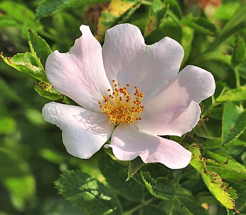 Hundsrose Bluete