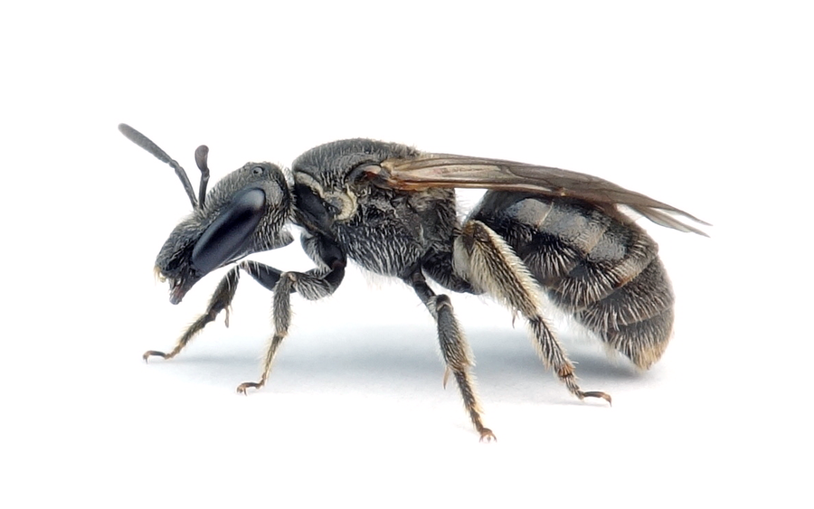 Lasioglossum clypeare