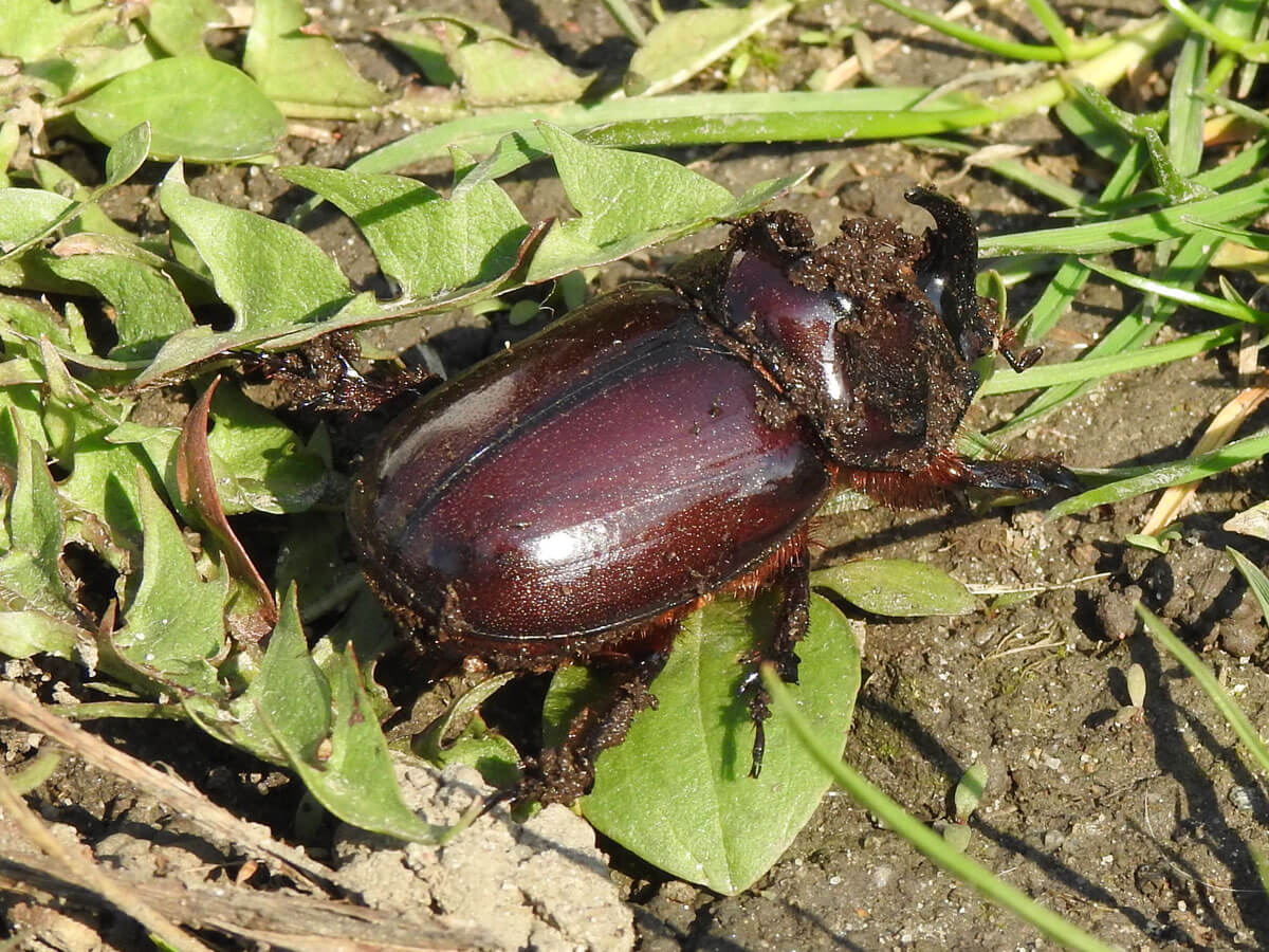 Nashornkäfer auf grünen Pflanzen