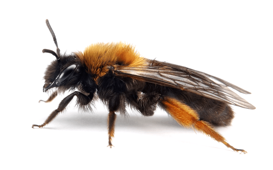 Andrena Clarkella