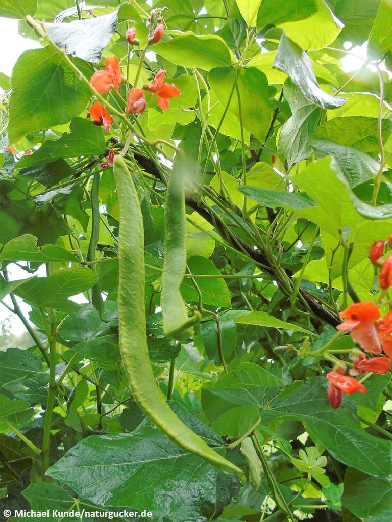 Feuerbohne mit roten Blüten und grünen Hülsen