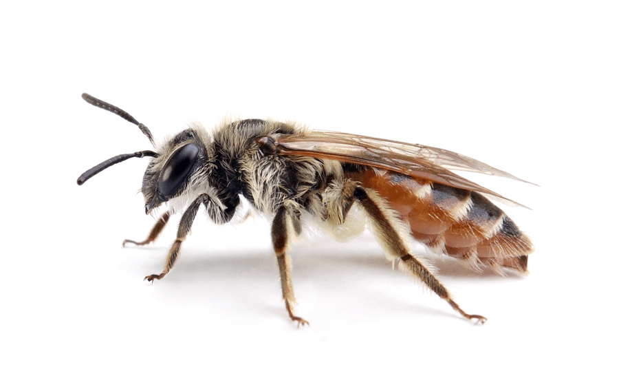 Andrena Ventralis