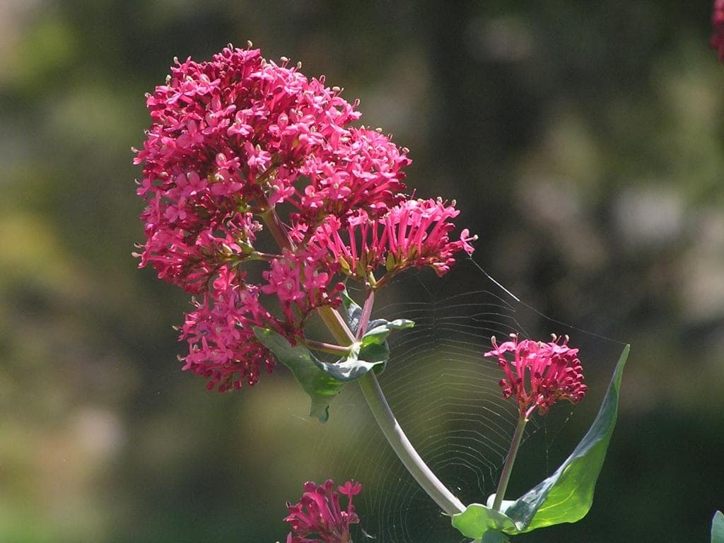 Rote Spornblume in voller Blüte mit Insekt