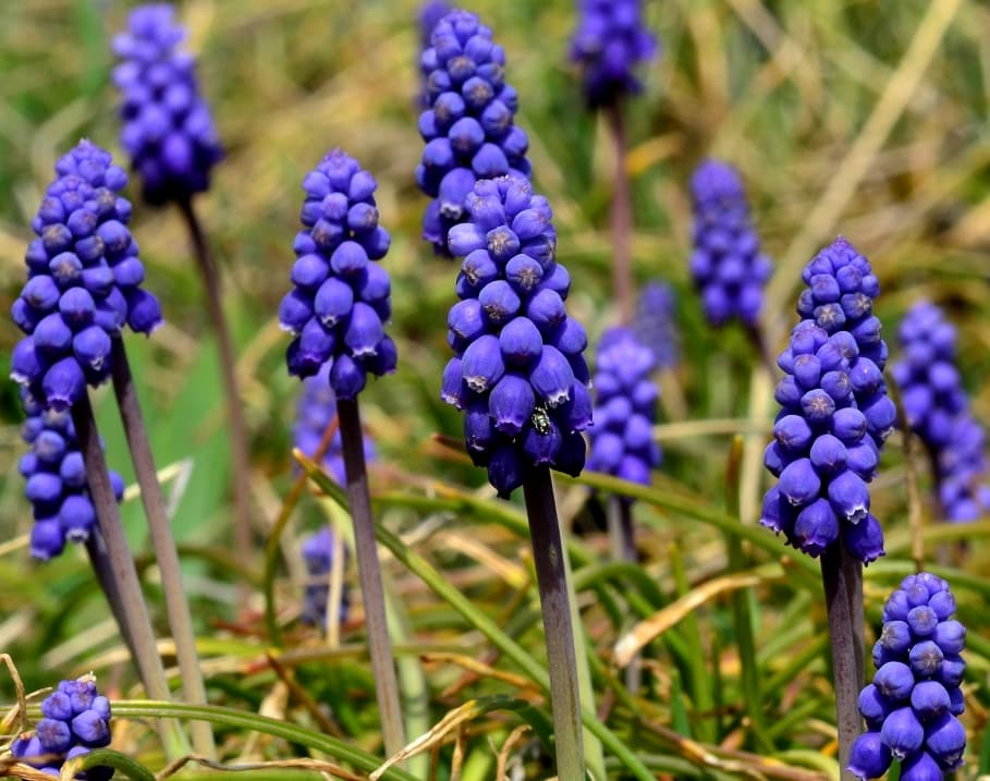 Kleine Traubenhyazinthe in Blüte