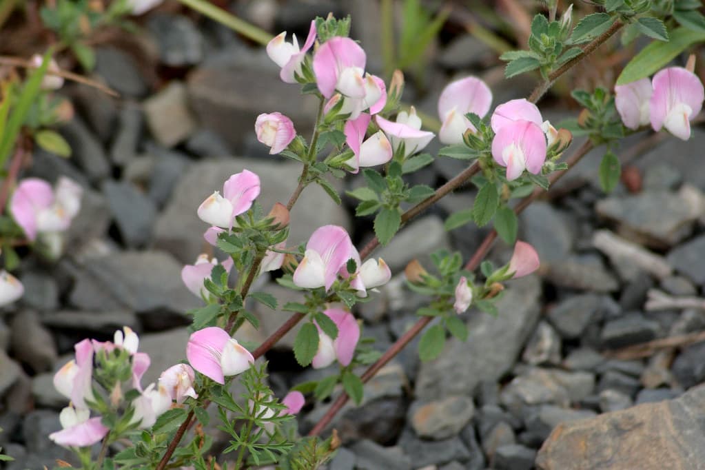 Kriechende Hauhechel mit rosa Blüten