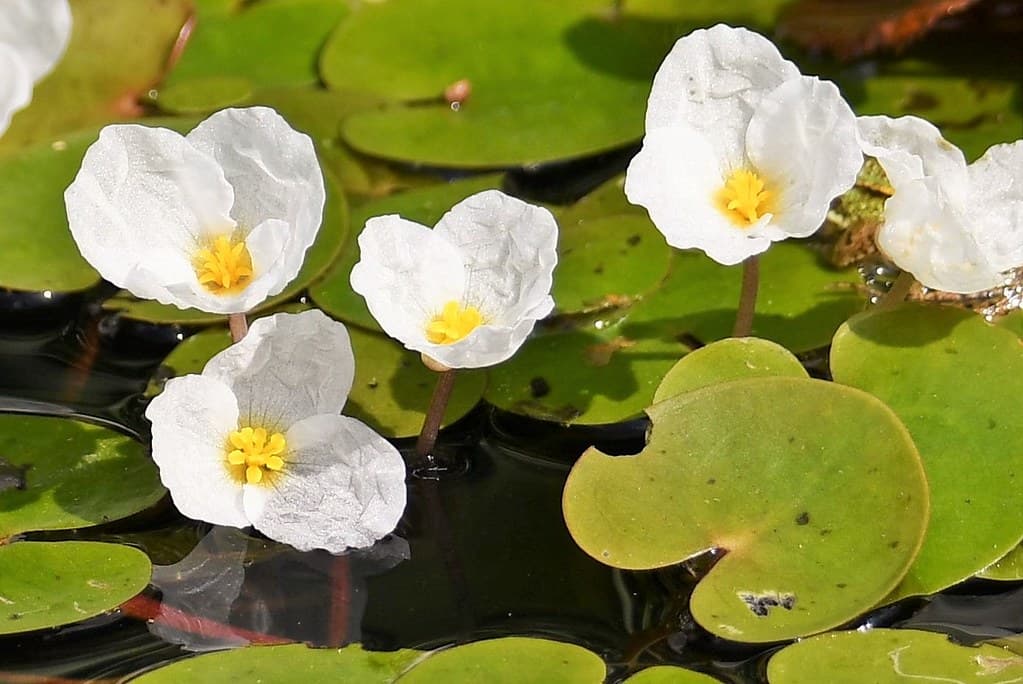 Europäischer Froschbiss mit weißen Blüten