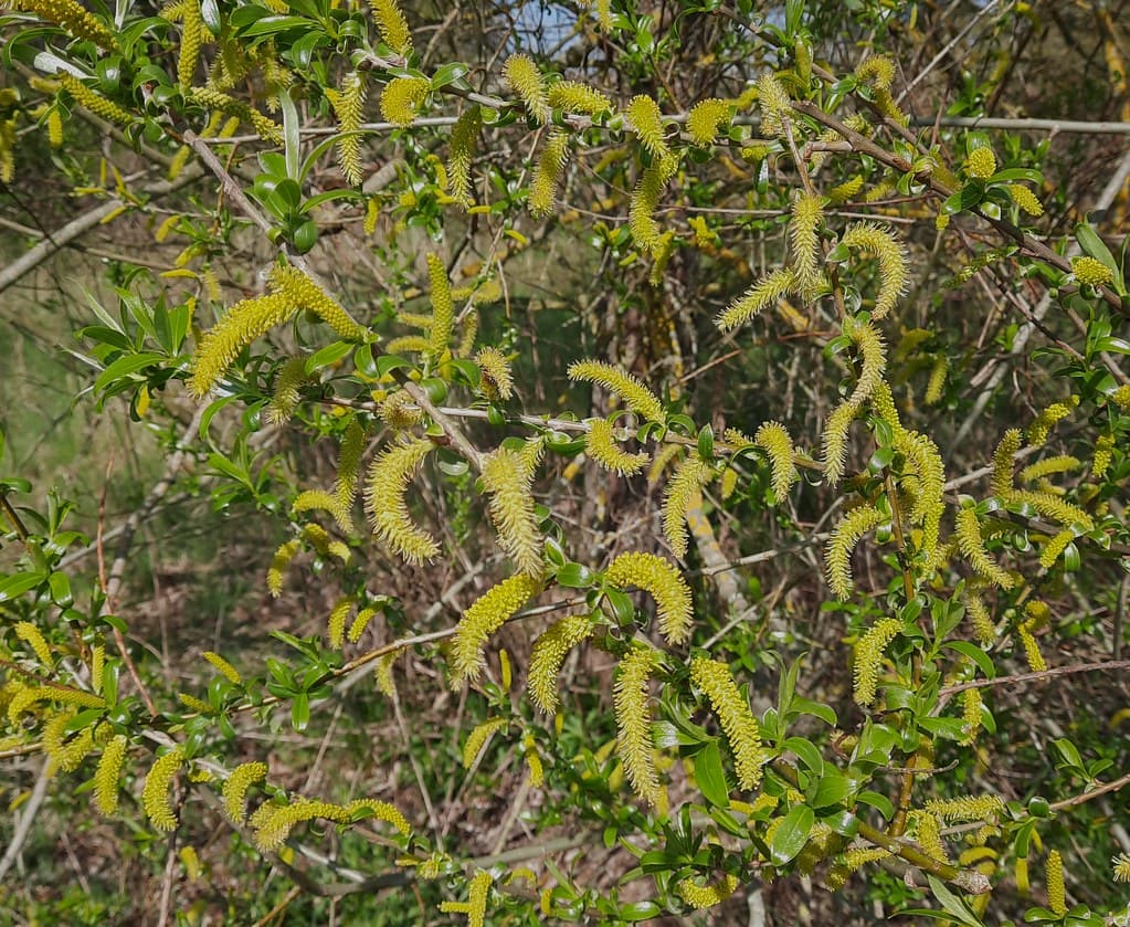 Mandel-Weide mit gelblichen Kätzchen im Frühling