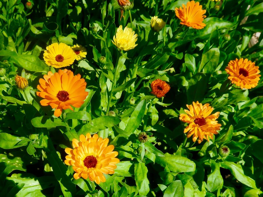Ringelblumen in voller Blüte - Gelb-Orange Blütengruppe