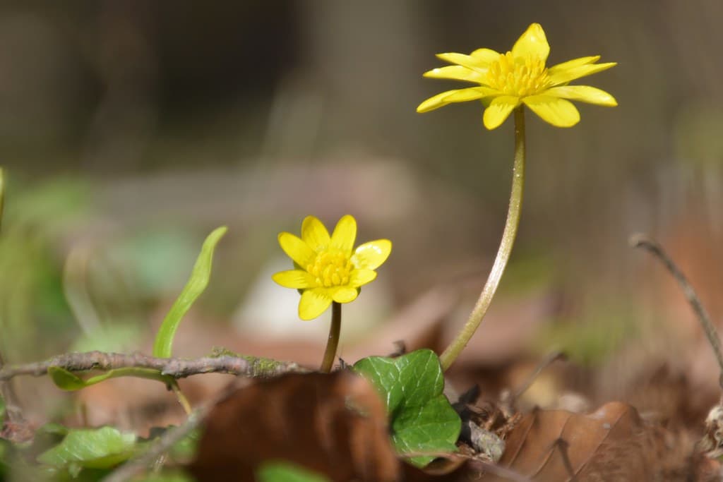 Scharbockskraut in voller Blüte mit gelben Blüten