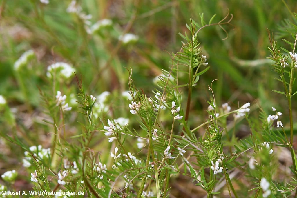 Rauhhaarige Wicke - weiße Blüten in Nahaufnahme