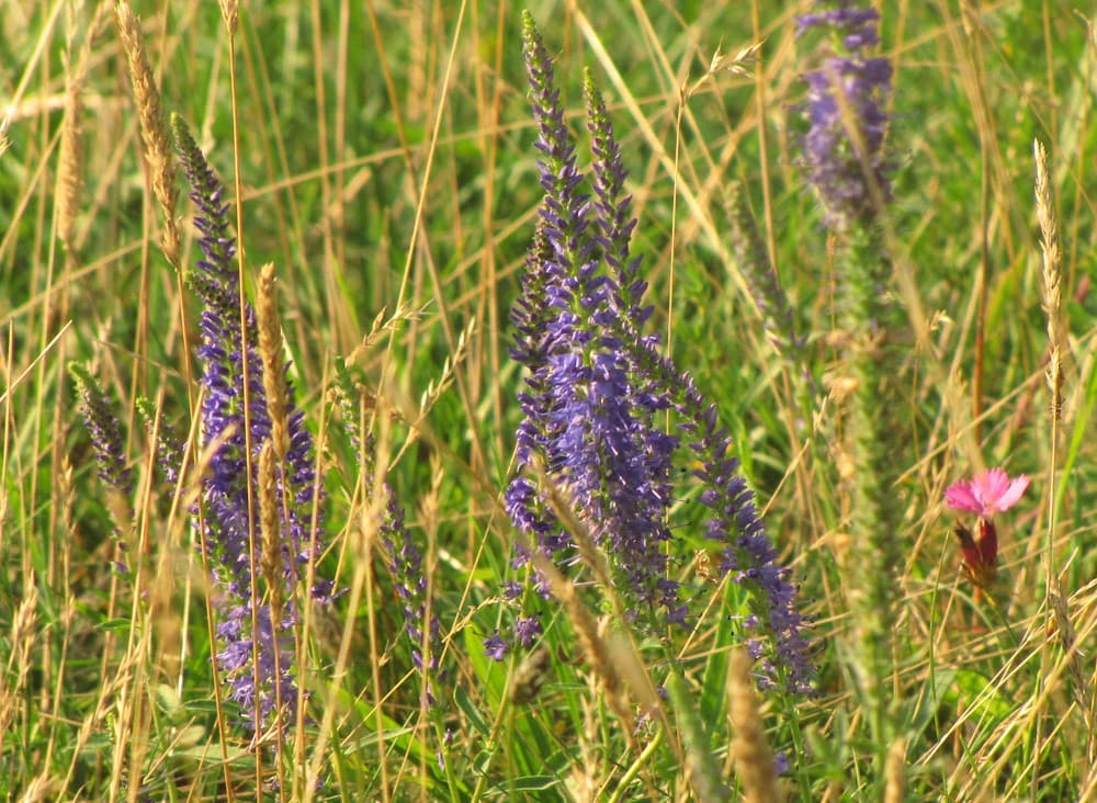 Ähriger Ehrenpreis in voller Blüte im Gras