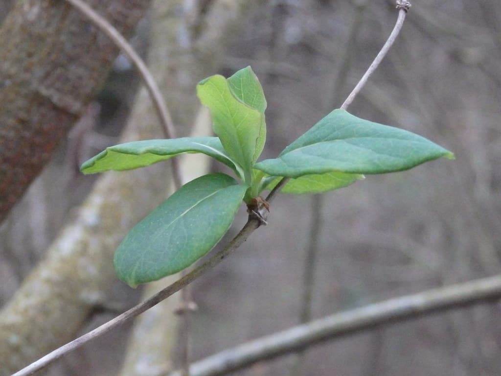 Gartengeissblatt Blatt