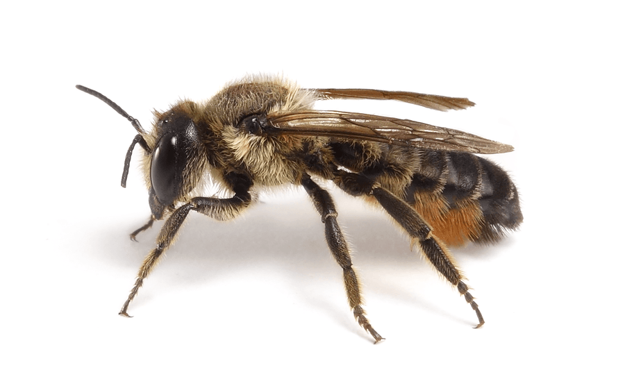 Megachile Ligniseca F 22 8 2015
