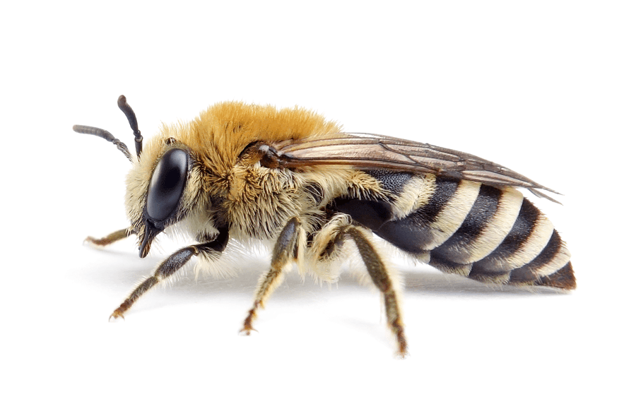 Colletes Similis