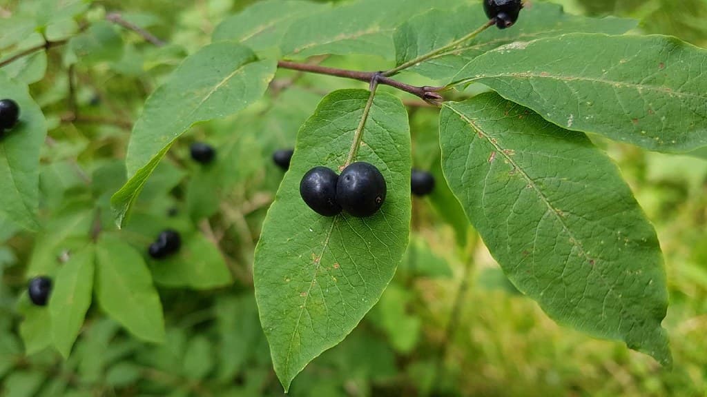 Schwarze Heckenkirsche Frucht