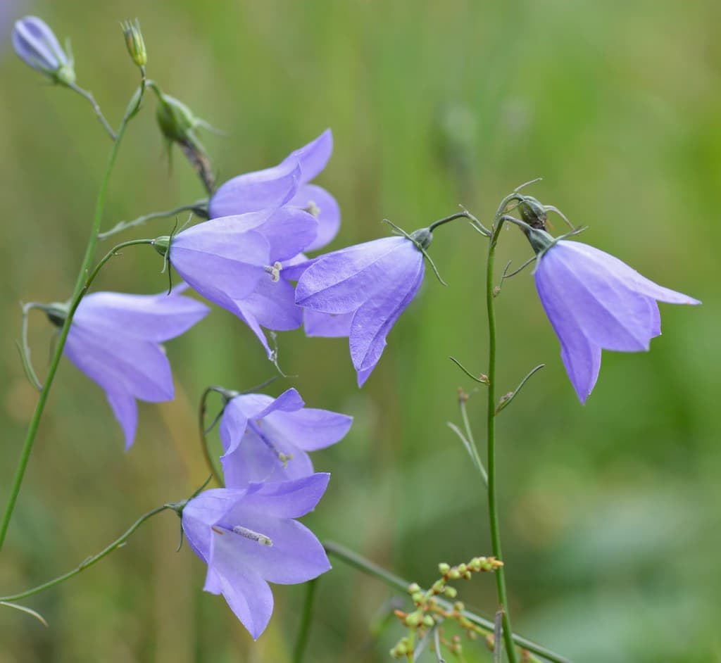 Rundblättrige Glockenblume in voller Blüte