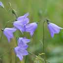Rundblättrige Glockenblume