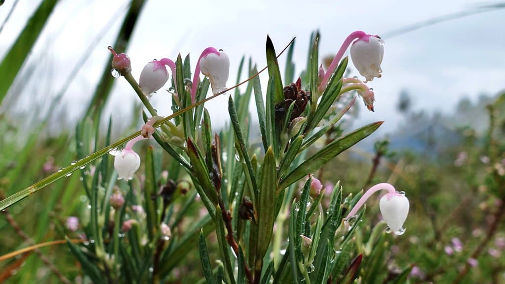 Rosmarinheide blühend mit rosa Blütenkelchen