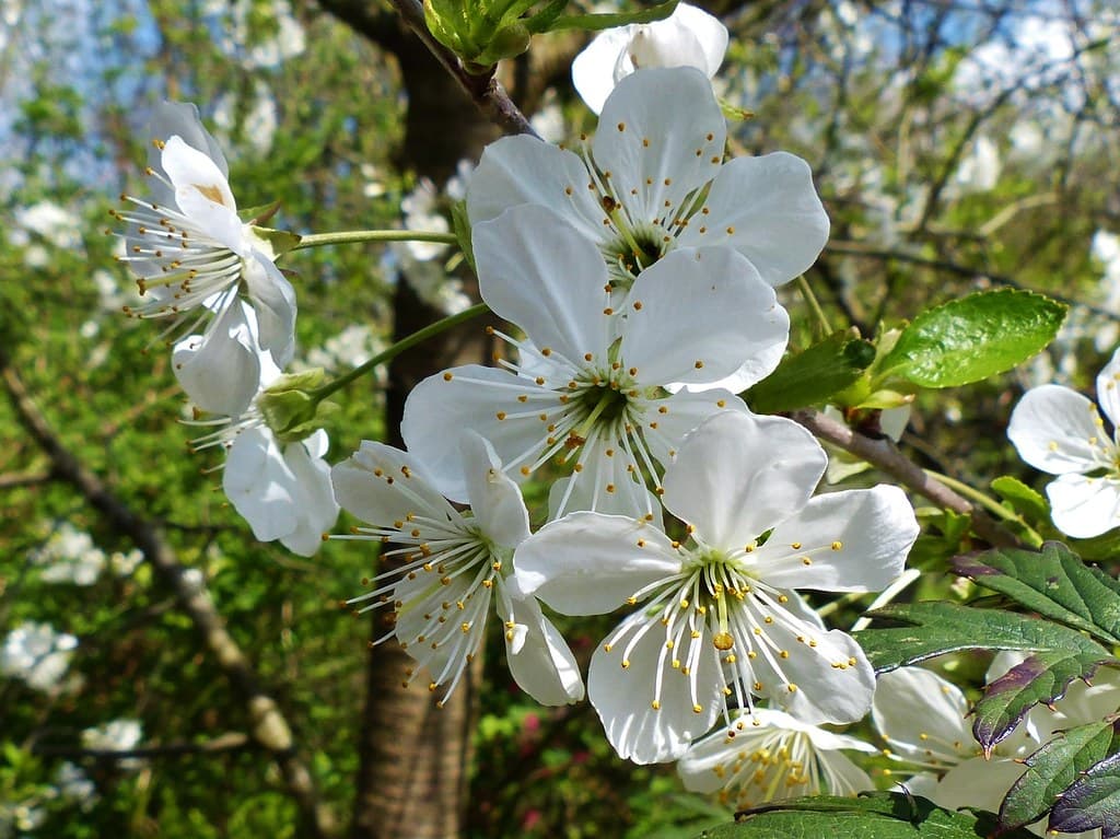 Sauerkirsche - weiße Blüten im Frühling