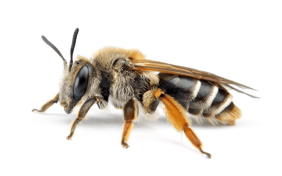 Andrena Lathyri