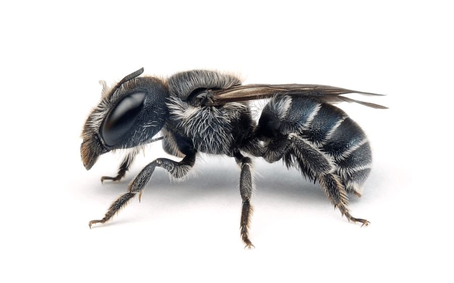 Osmia Caerulescens