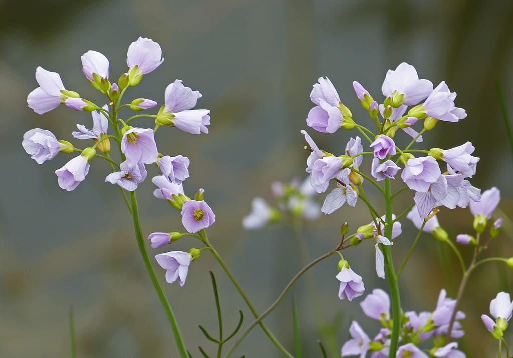 Wiesen-Schaumkraut in voller Blüte