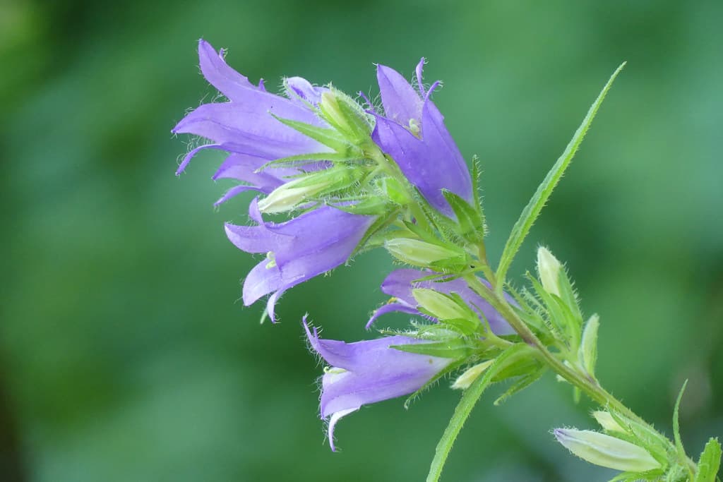 Nesselblättrige Glockenblume in violetter Blüte