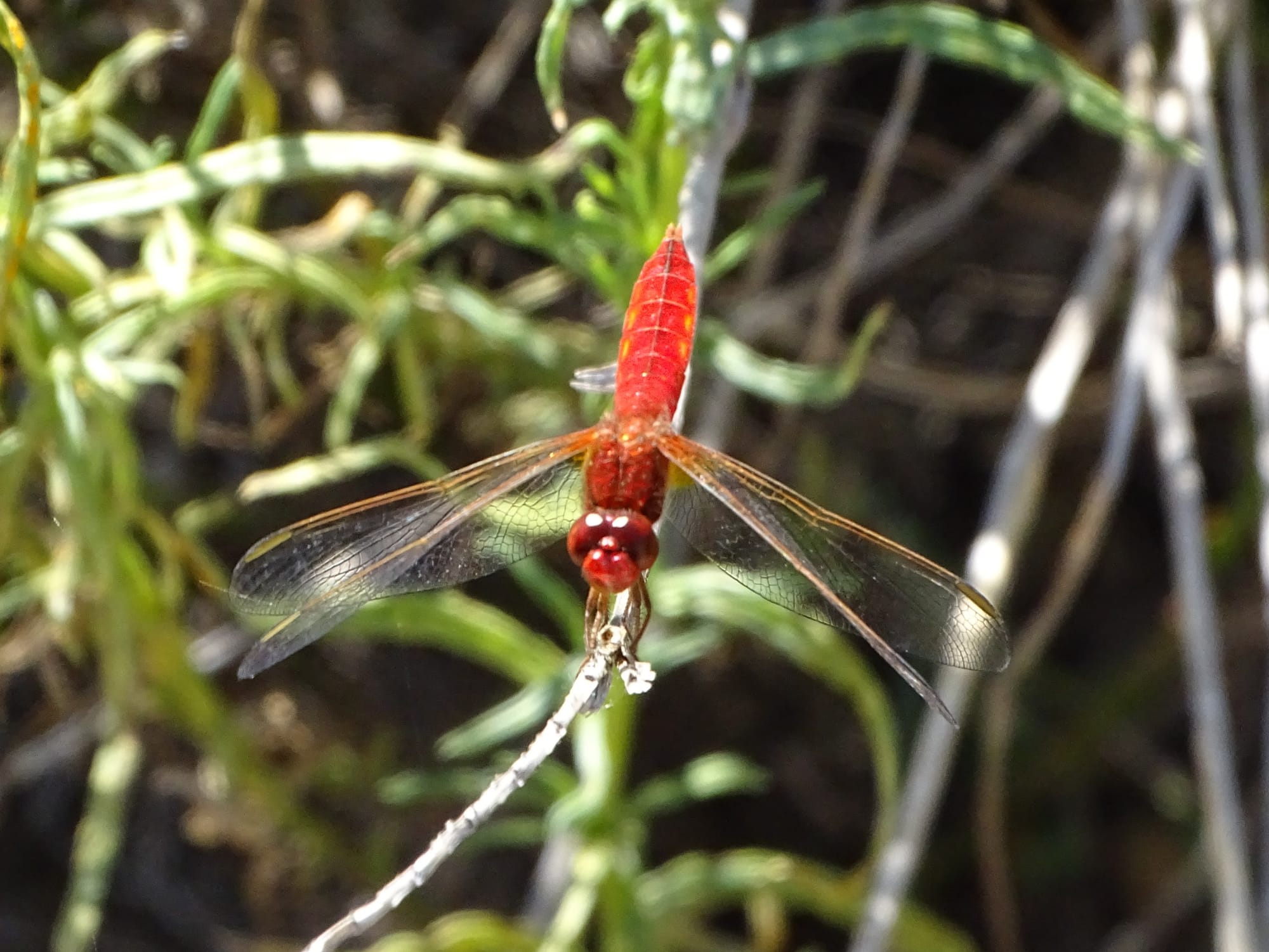 Feuerlibelle auf Pflanzenstengel