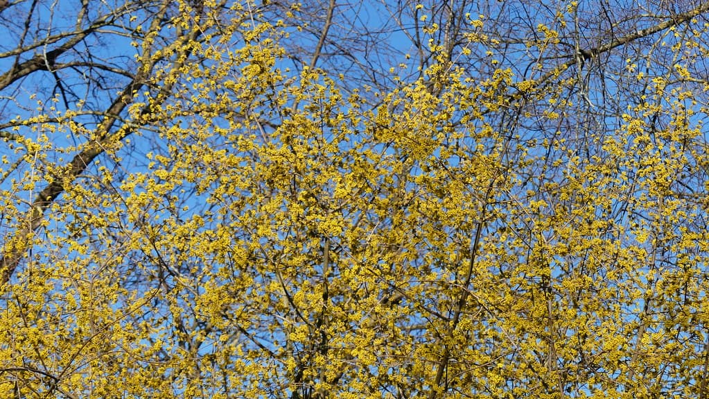 Kornelkirsche in voller Blüte mit gelben Blüten