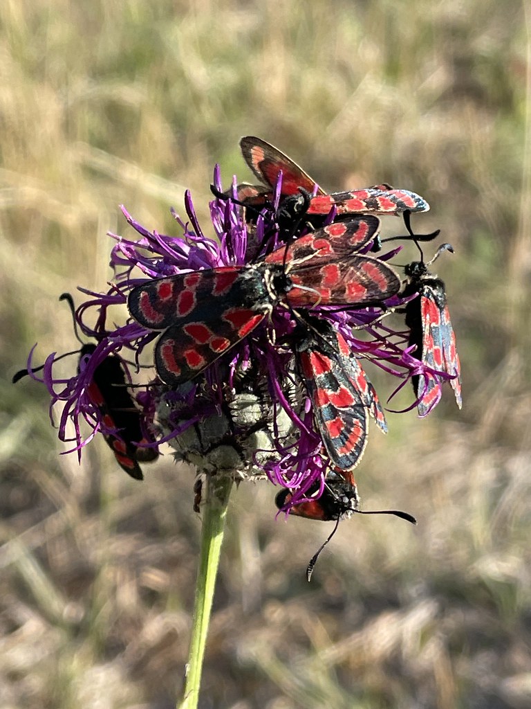 Zygaena Carniolica Schlafgemeinschaft