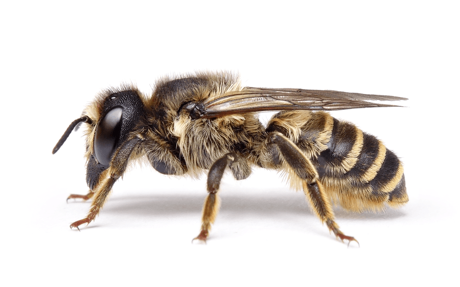 Megachile Ericetorum
