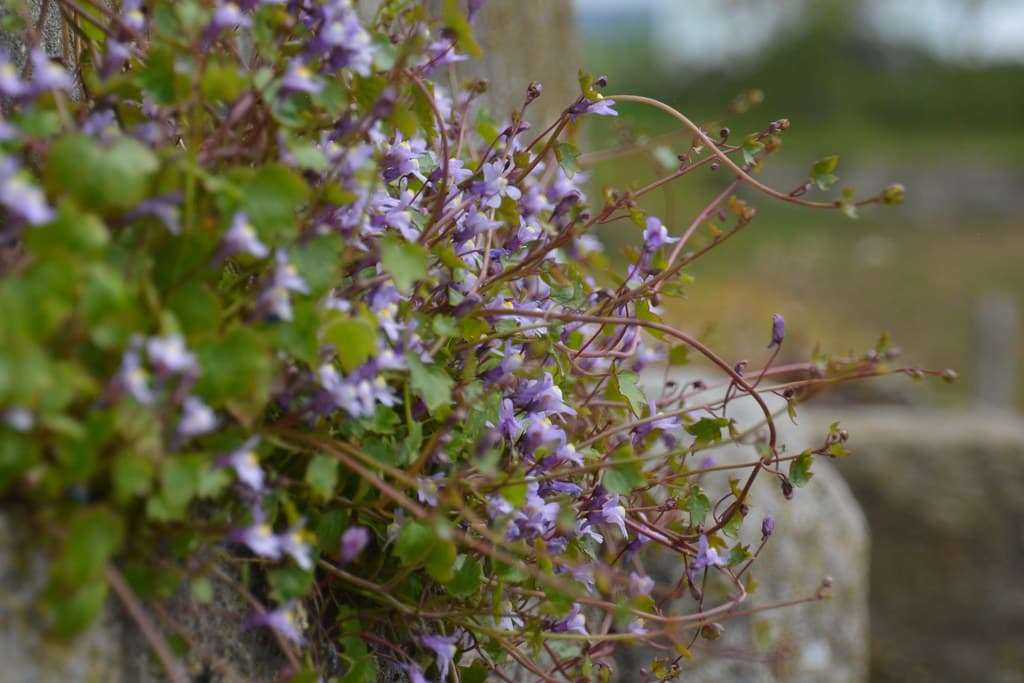 Mauer-Zimbelkraut mit violetten Blüten