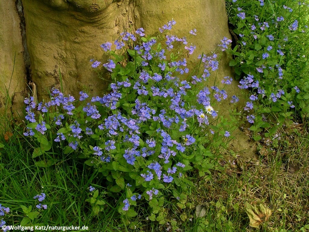 Gamander-Ehrenpreis blühend an alter Mauer