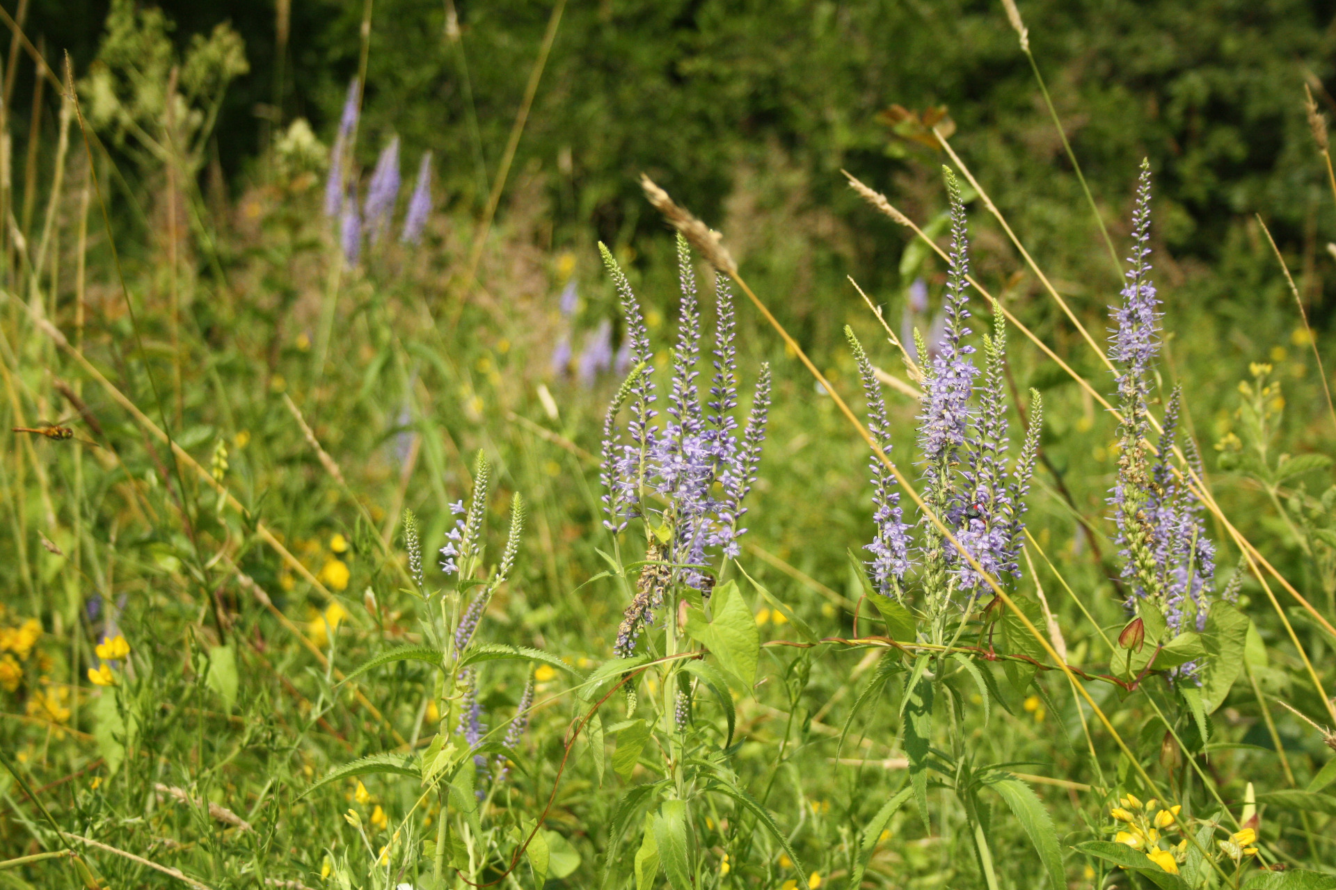 Schritt 3: Pflege