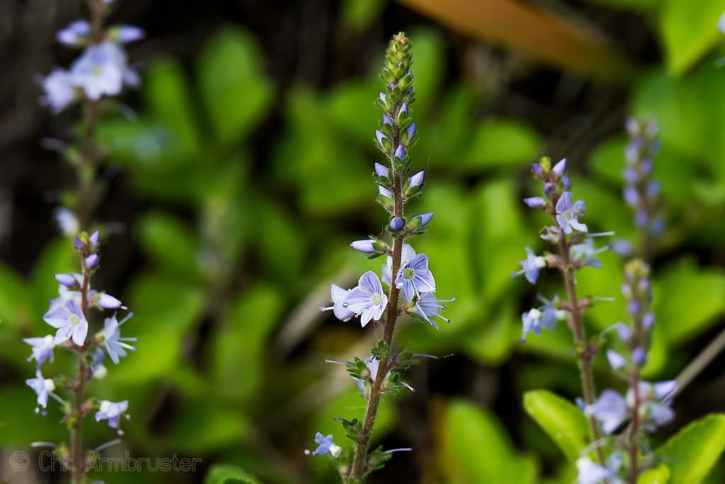 Echter Ehrenpreis in Blüte mit zarten blauen Blüten