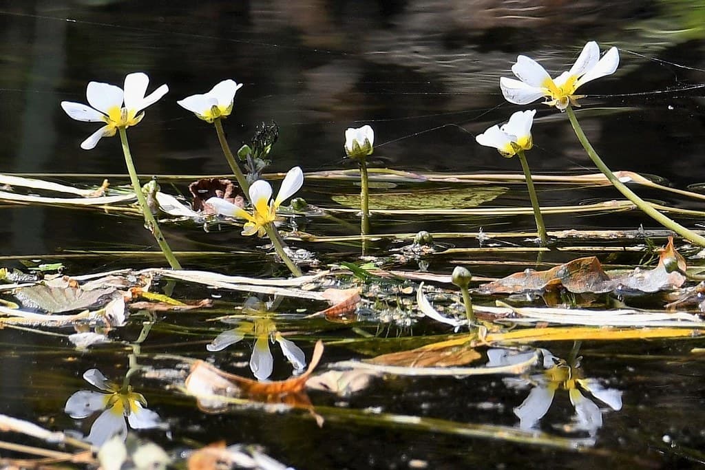 Wasser-Hahnenfuß mit weißen Blüten im Wasser