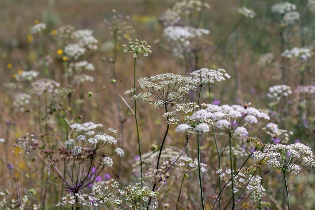 Berg-Haarstrang in voller Blüte