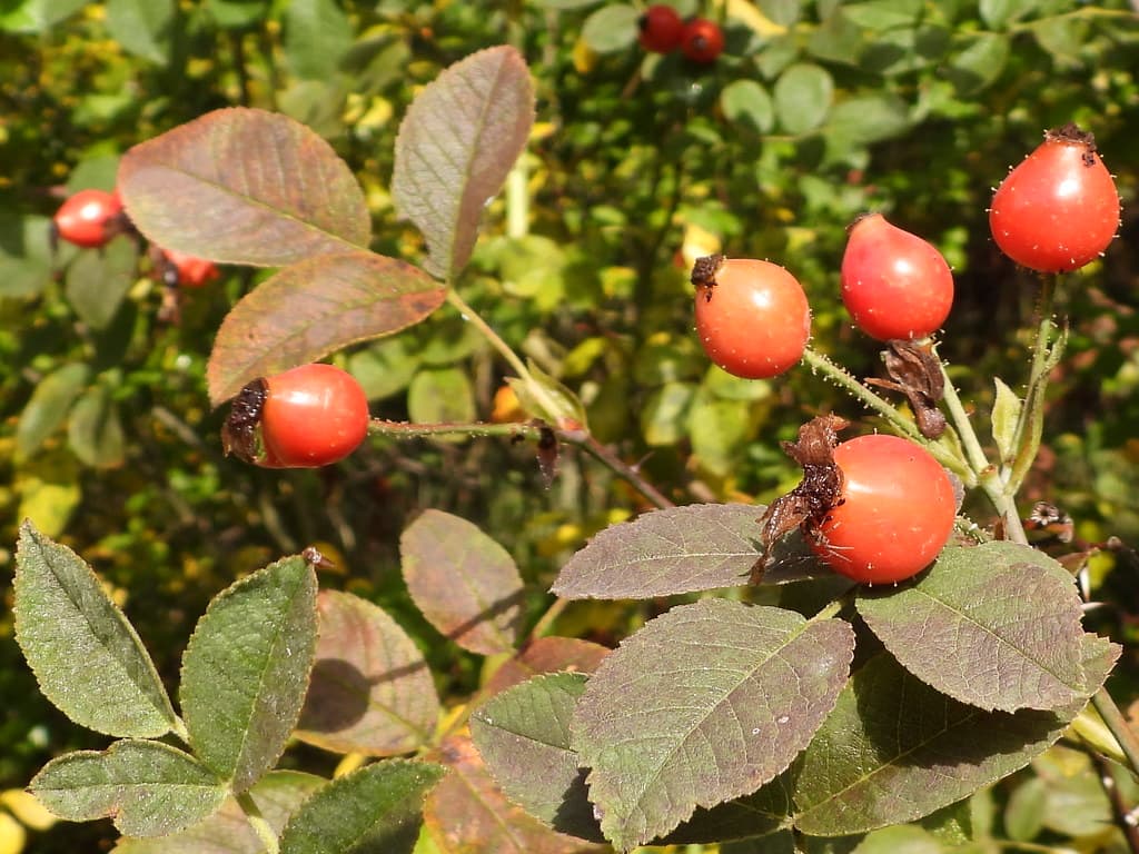 Filz Rose Frucht