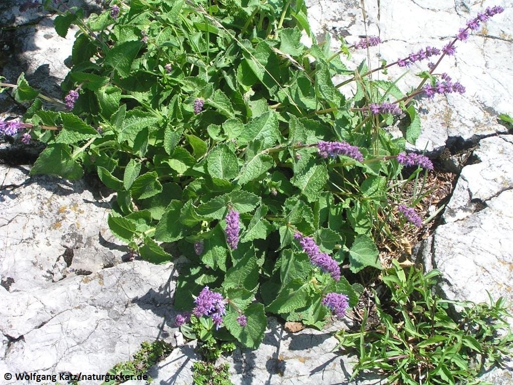 Quirlblütiger Salbei mit violetten Blüten