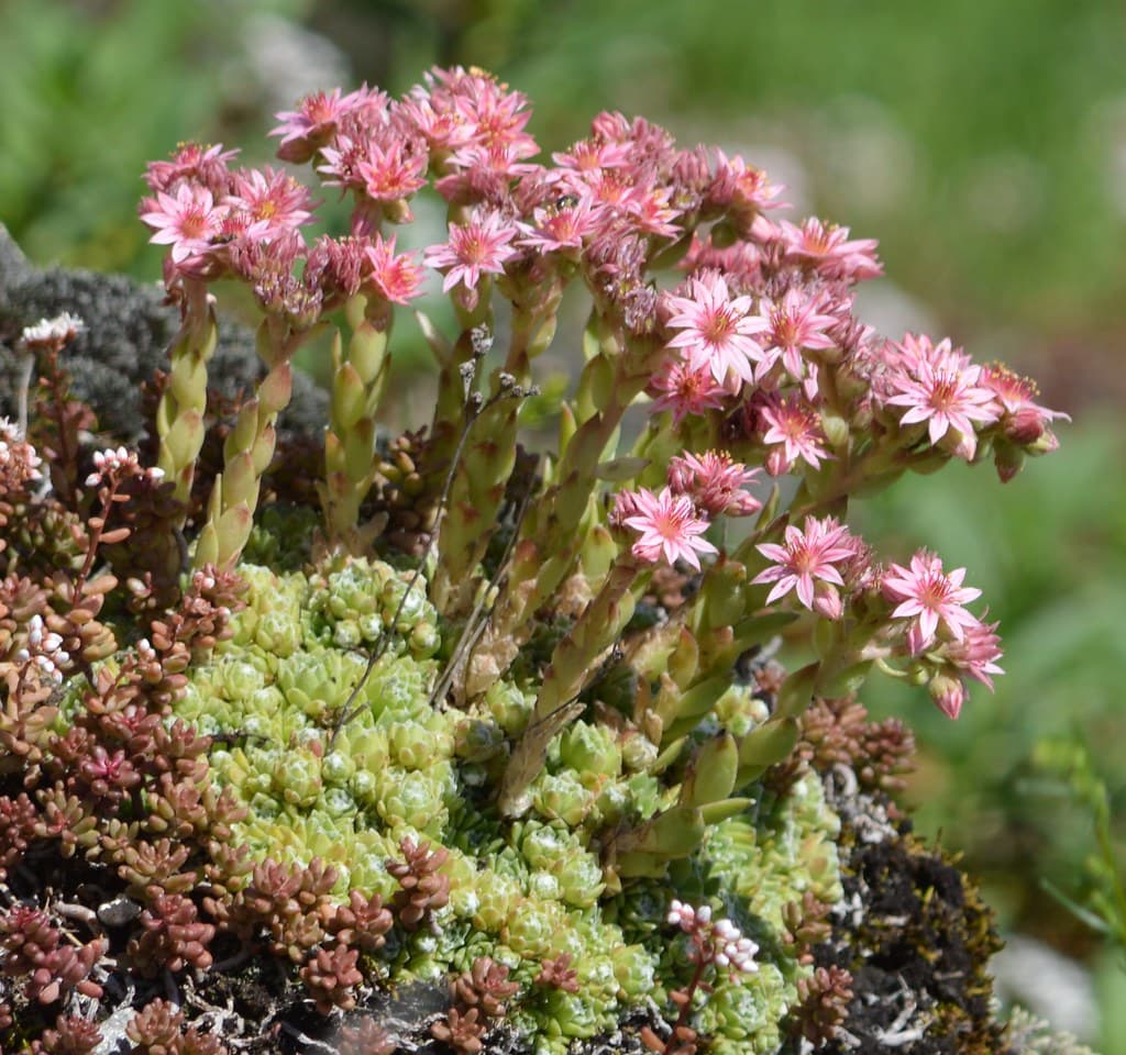 Gewöhnliche Hauswurz mit rosa Blütenständen