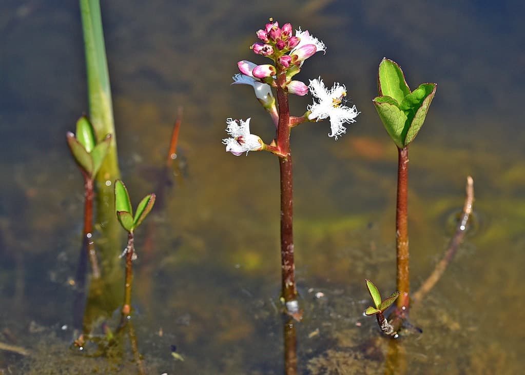 Fieberklee mit weißen Blüten im Flachwasser