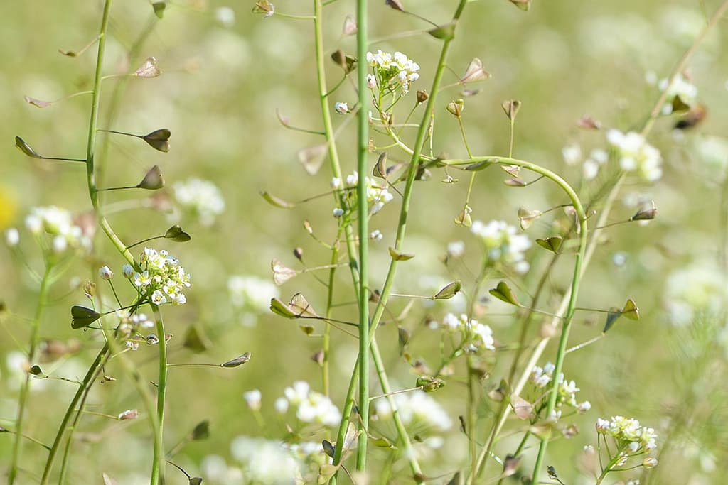 Hirtentäschel in Blüte mit Samenständen