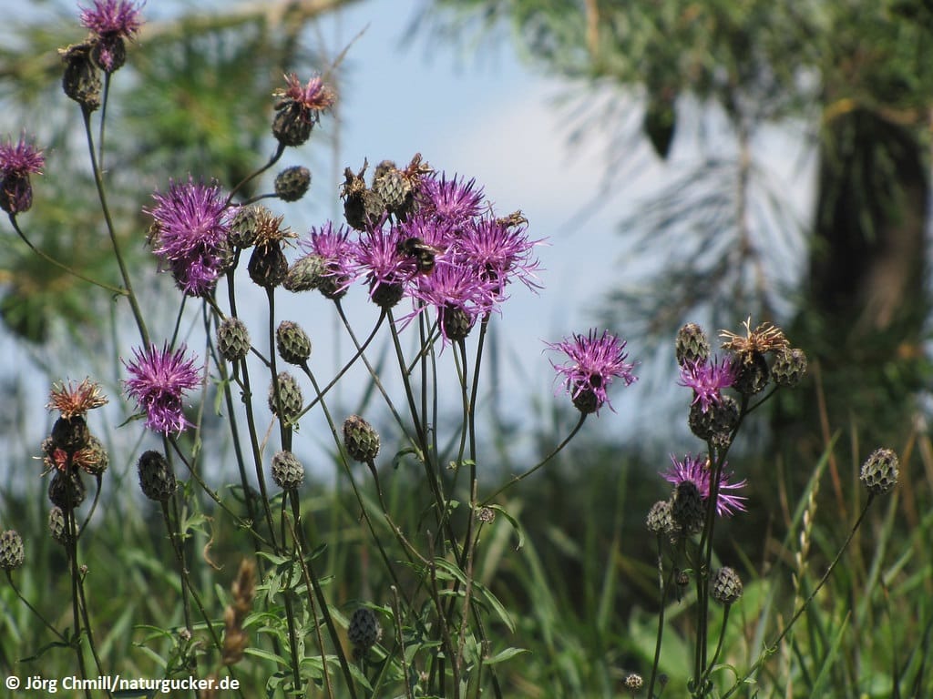Skabiosen-Flockenblume in voller Blüte