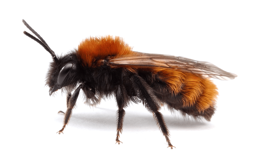 Andrena Fulva