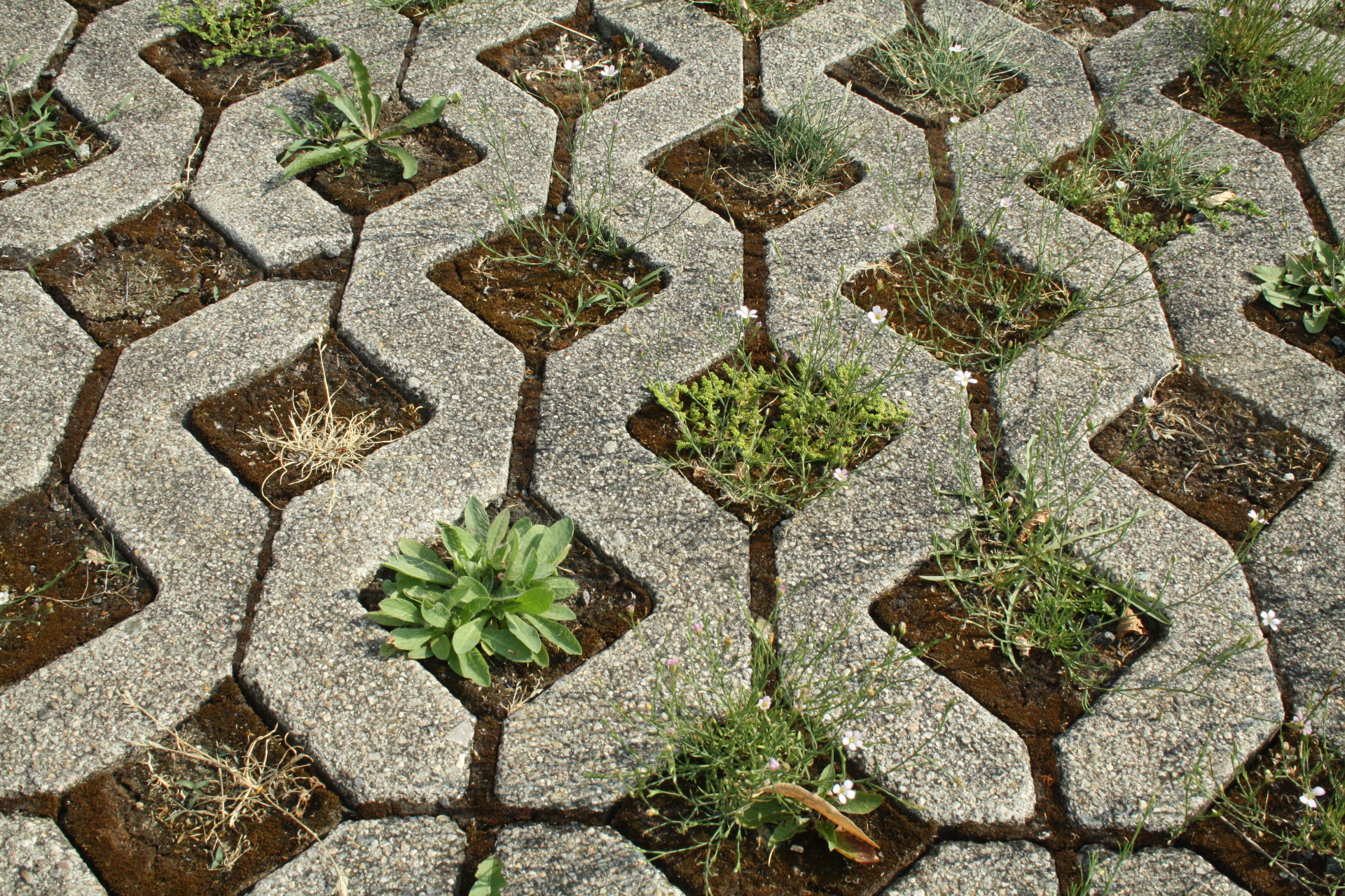 Fugenvegetation 2